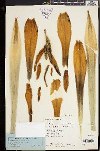 Pandanus ornatus image