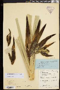 Pandanus ornatus image