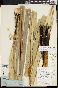 Pandanus ornatus image