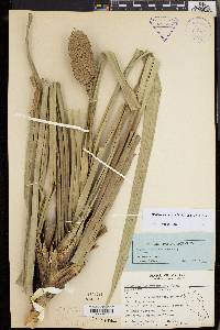 Pandanus ornatus image