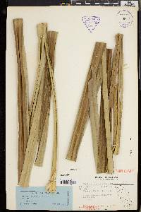 Pandanus ornatus image