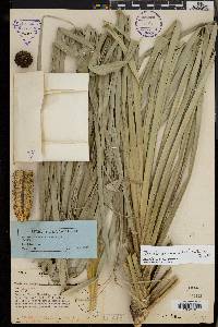 Pandanus ornatus image