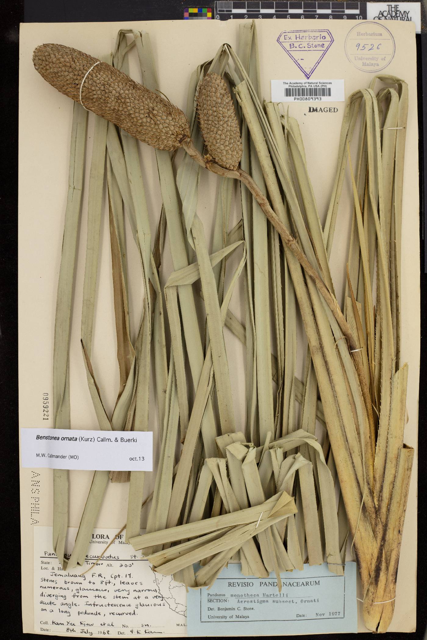Pandanus ornatus image