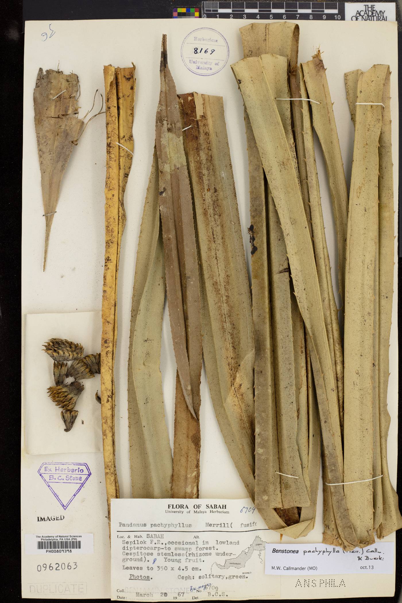 Benstonea pachyphylla image