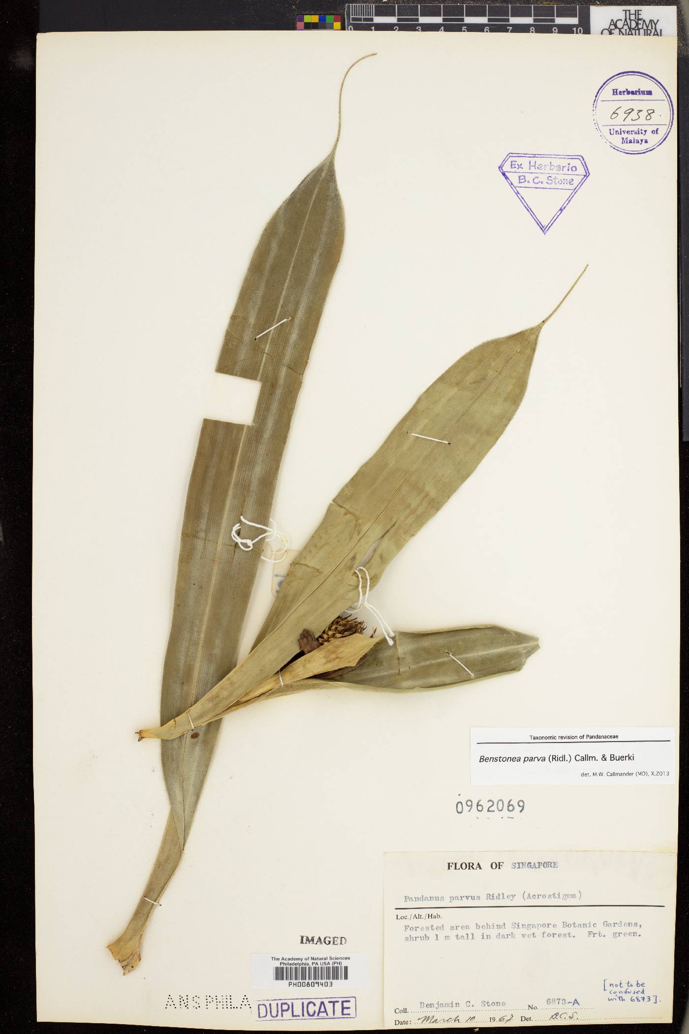 Benstonea parva image