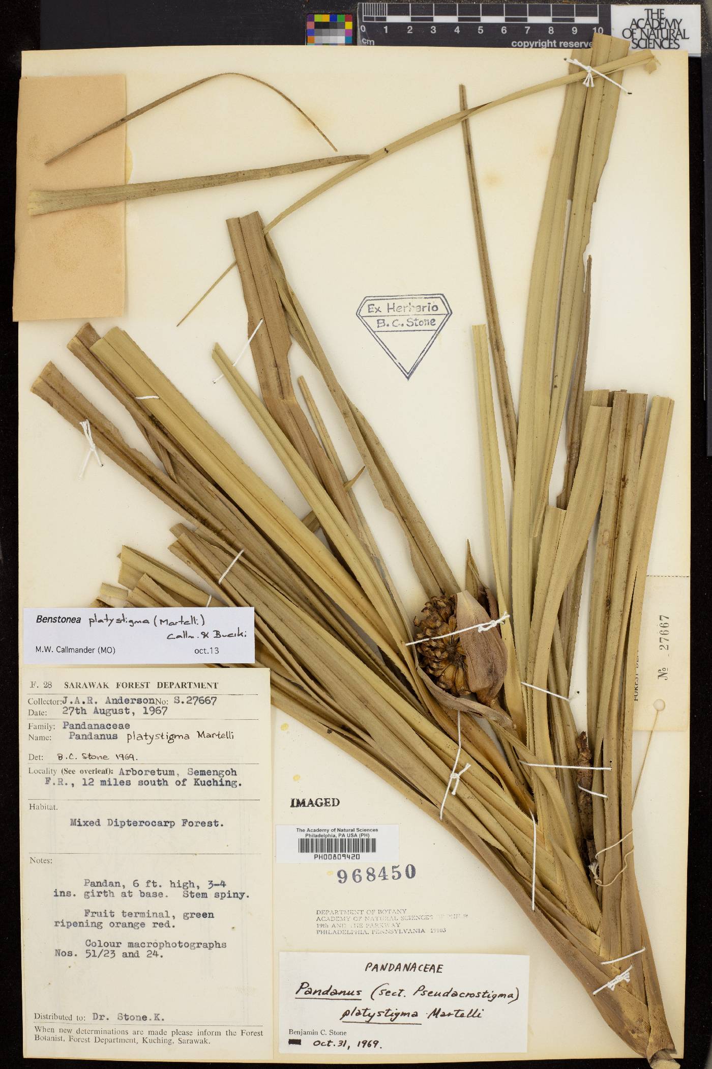 Benstonea platystigma image
