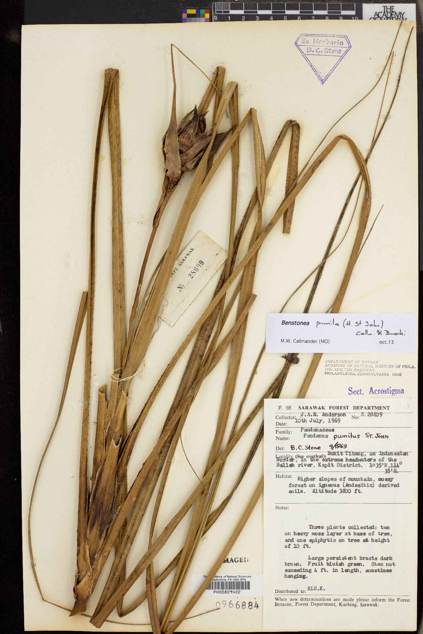 Benstonea pumila image