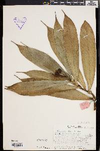 Freycinetia biloba image