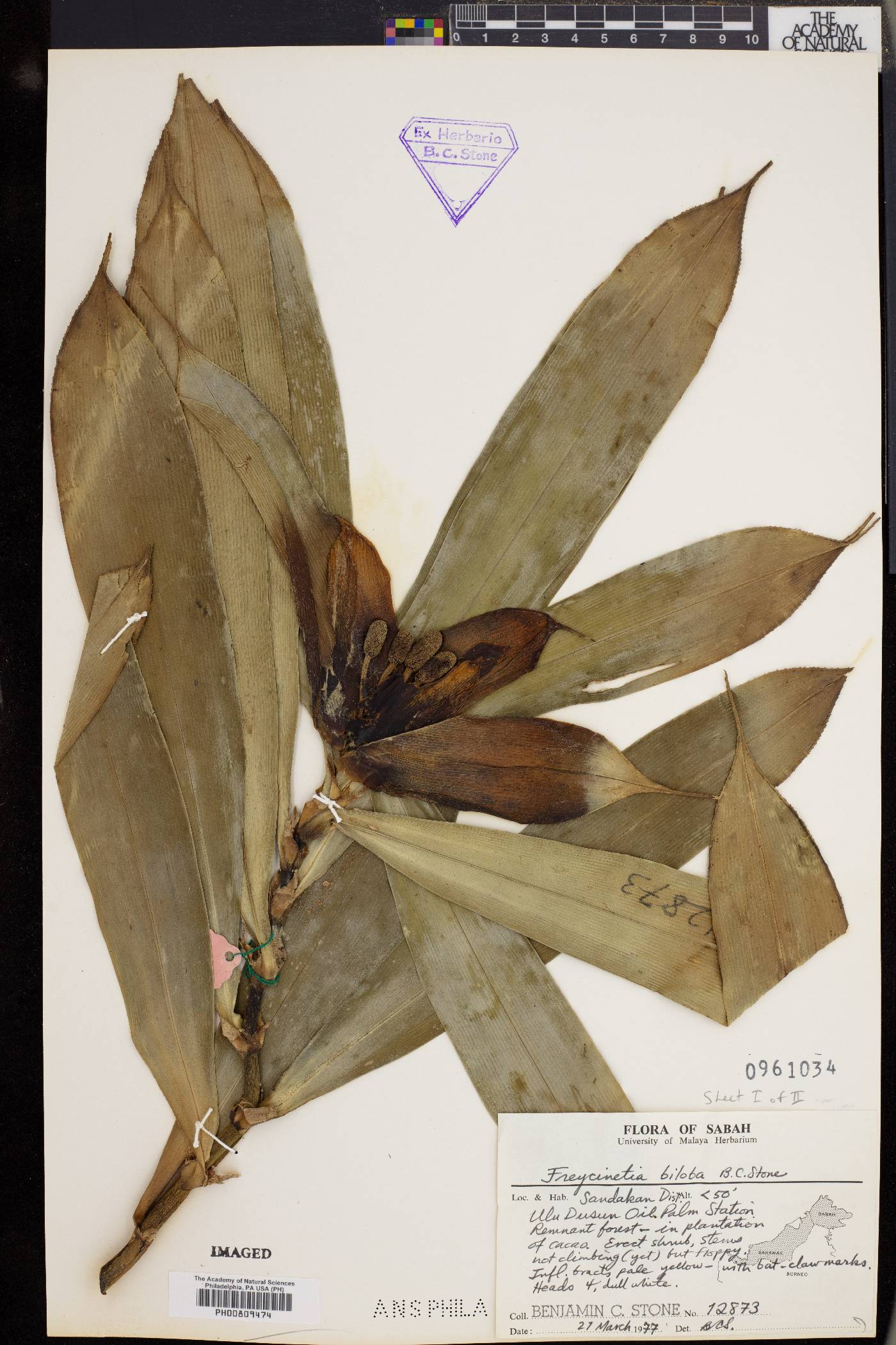 Freycinetia biloba image