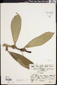 Image of Freycinetia borneensis