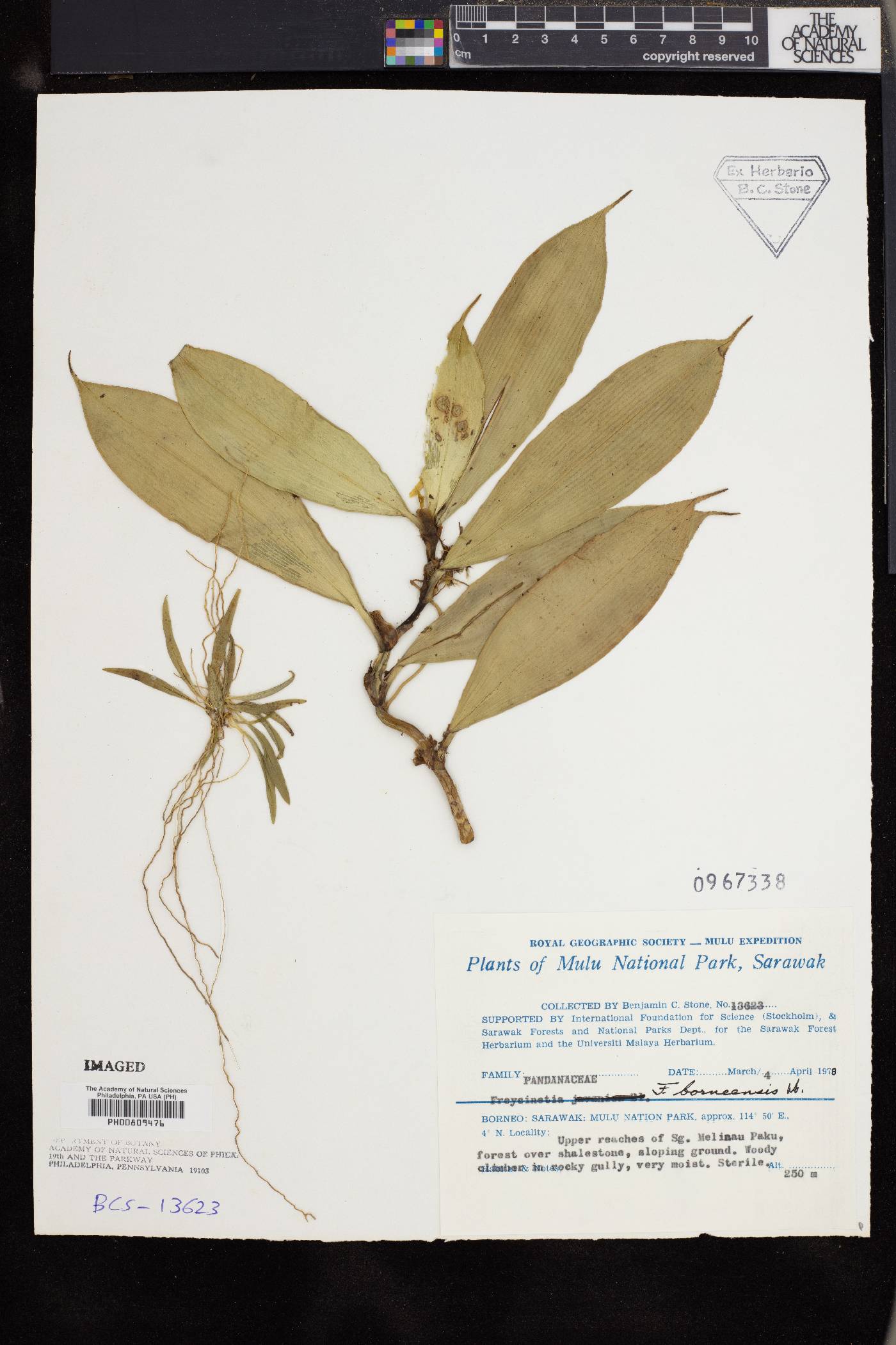 Freycinetia borneensis image