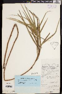 Image of Freycinetia bulusanensis