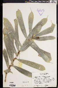 Freycinetia ciliaris image