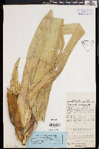 Freycinetia ferox image