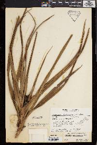 Freycinetia kalimantanica image