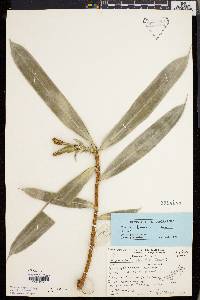 Freycinetia kamiana image