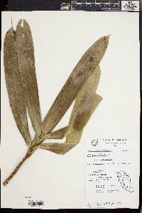 Freycinetia kamiana image