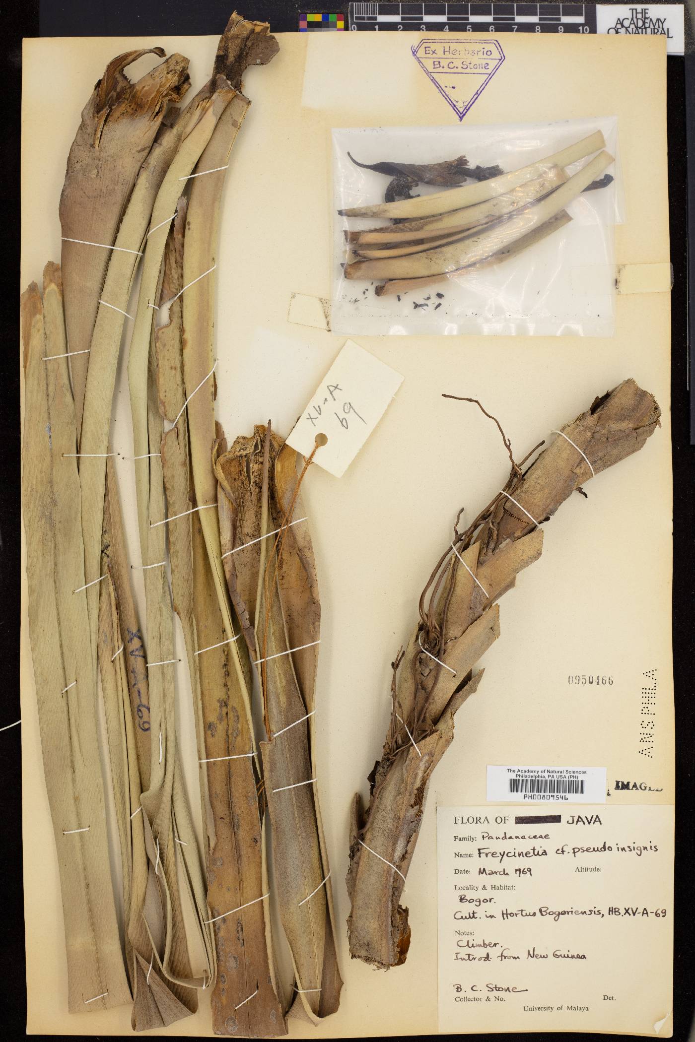 Freycinetia pseudoinsignis image