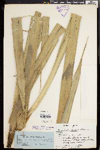 Freycinetia radicans image