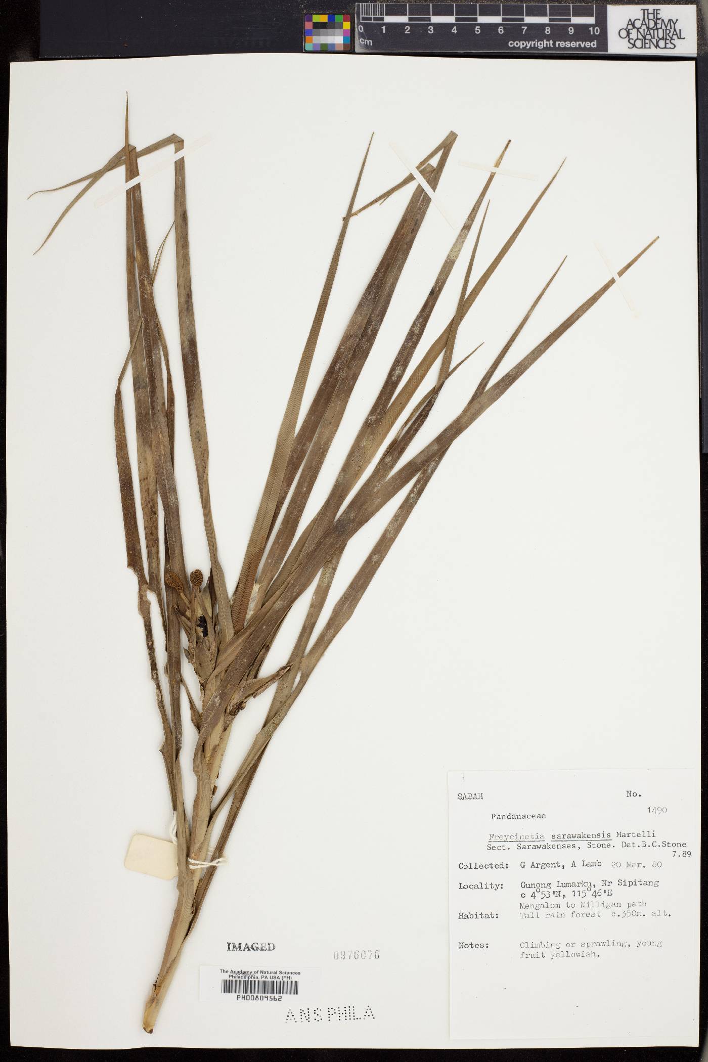 Freycinetia sarawakensis image