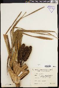Freycinetia arborea image
