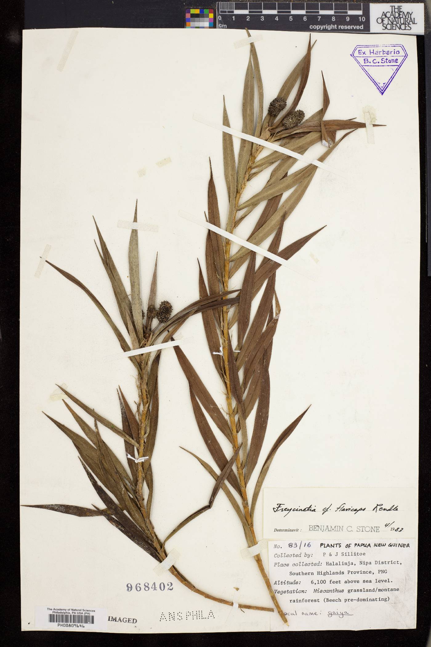 Freycinetia flaviceps image