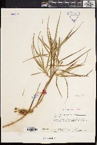 Image of Freycinetia graminifolia