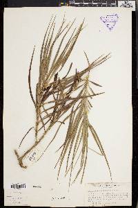 Freycinetia graminifolia image