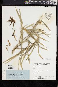 Freycinetia graminifolia image