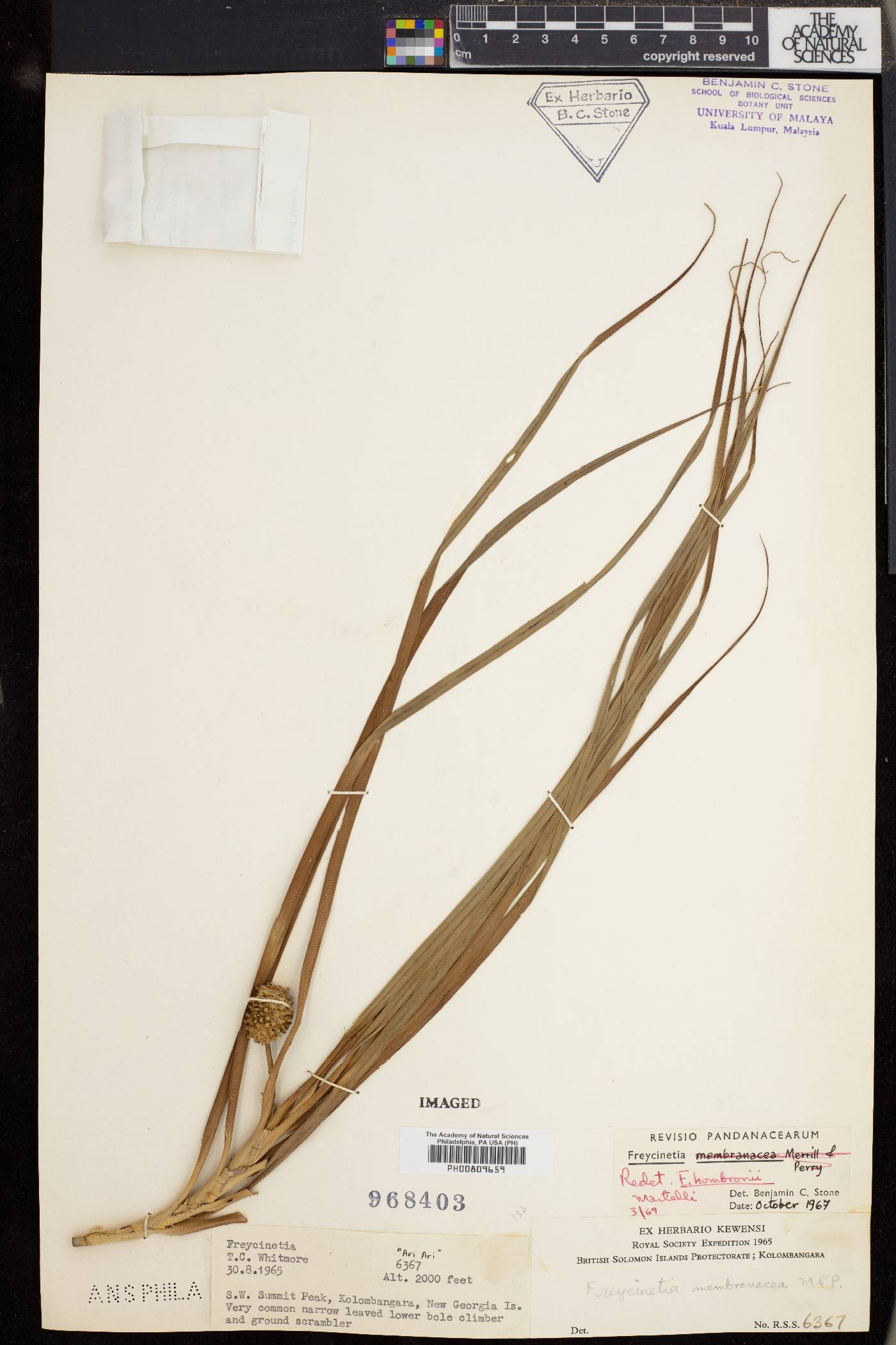 Freycinetia hombronii image