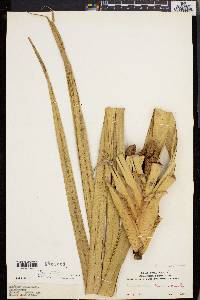 Image of Freycinetia humilis