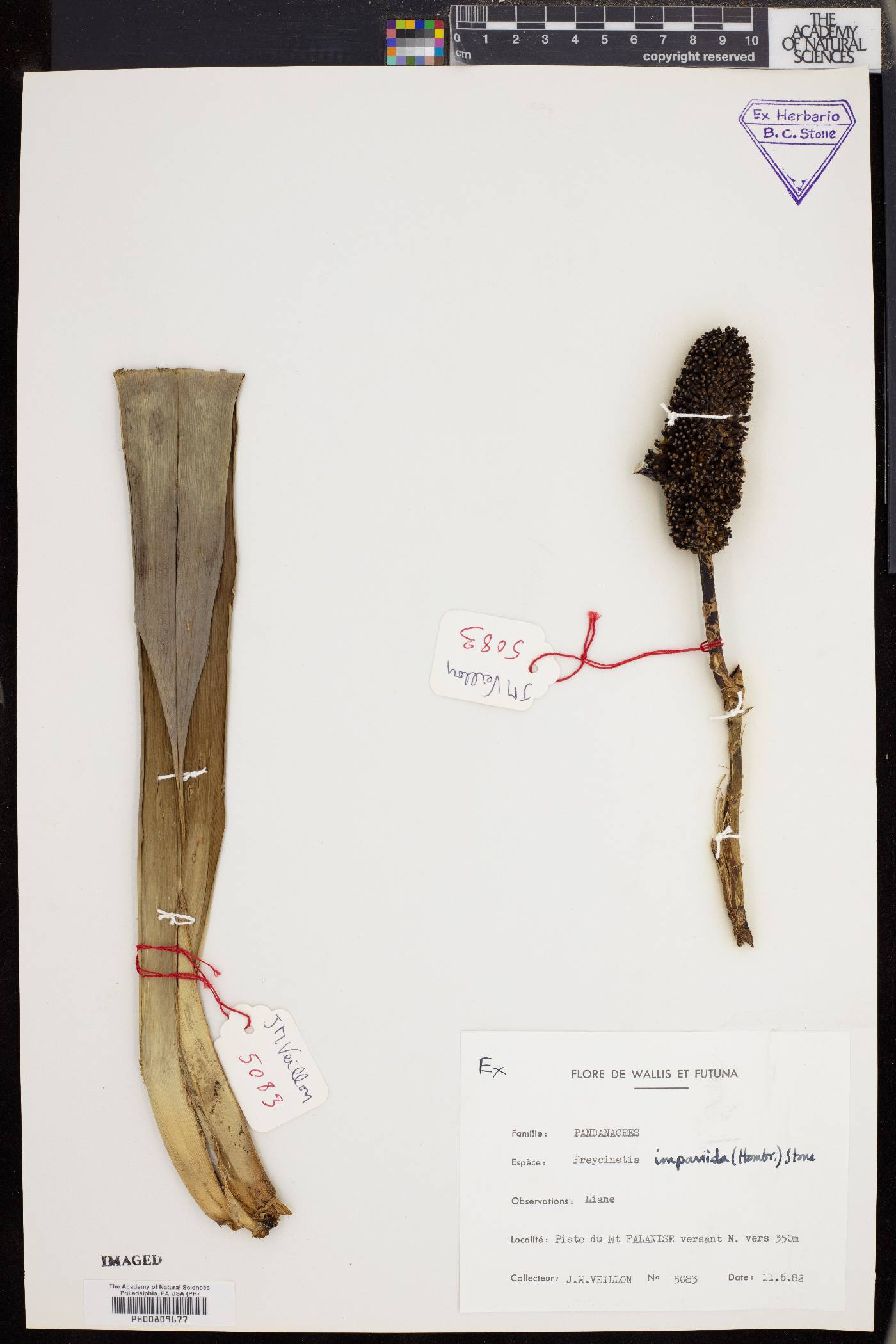 Freycinetia demissa image