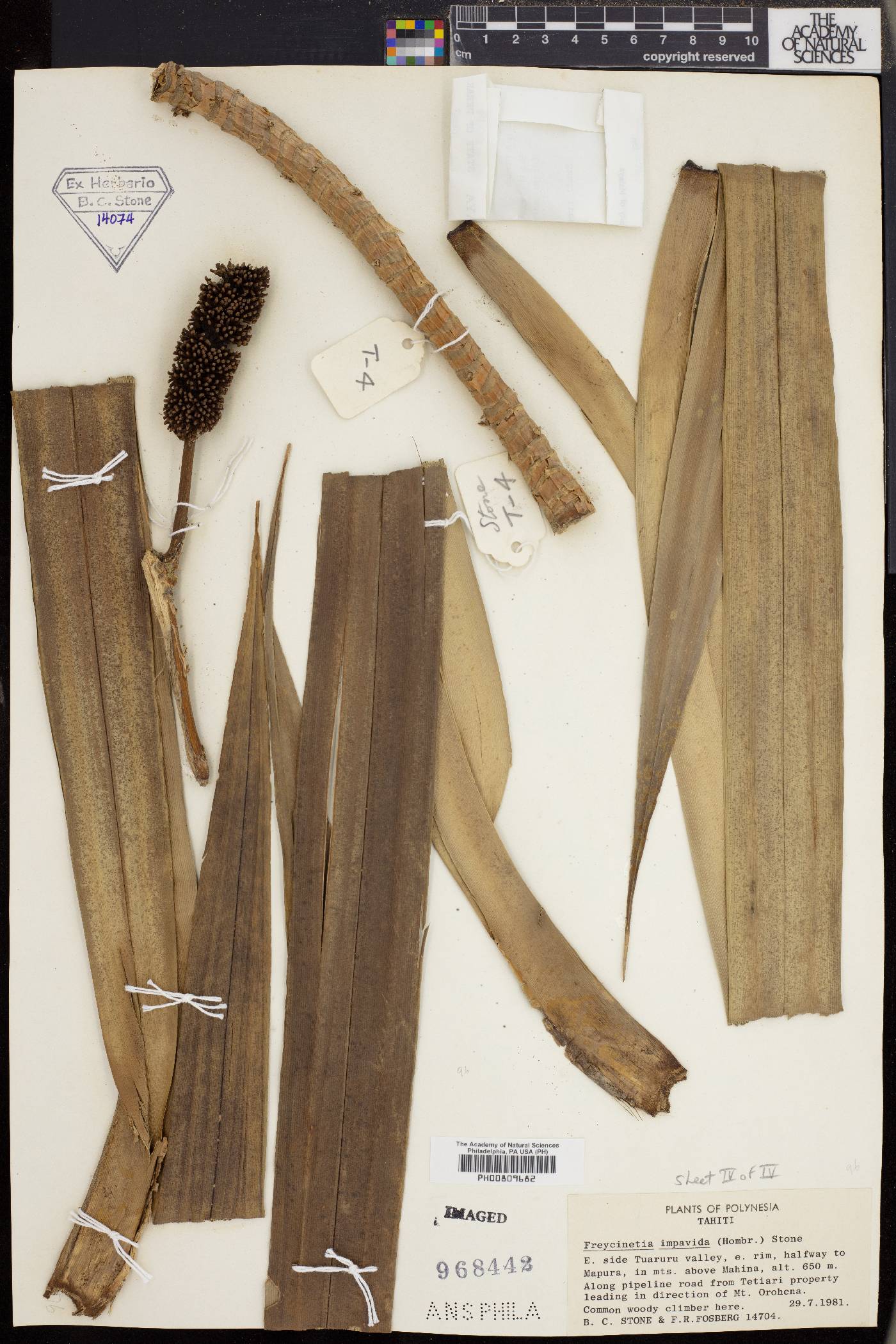 Freycinetia demissa image