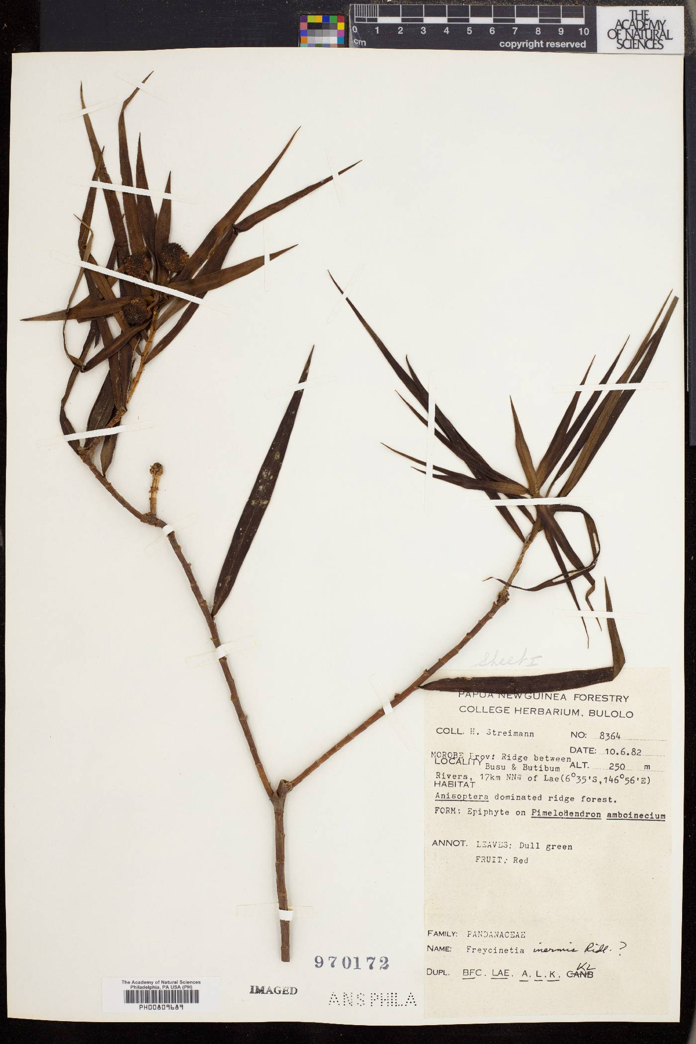 Freycinetia inermis image