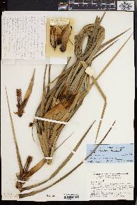 Freycinetia microdonta image