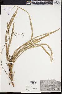 Freycinetia microdonta image