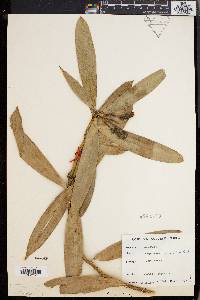 Freycinetia monticola image