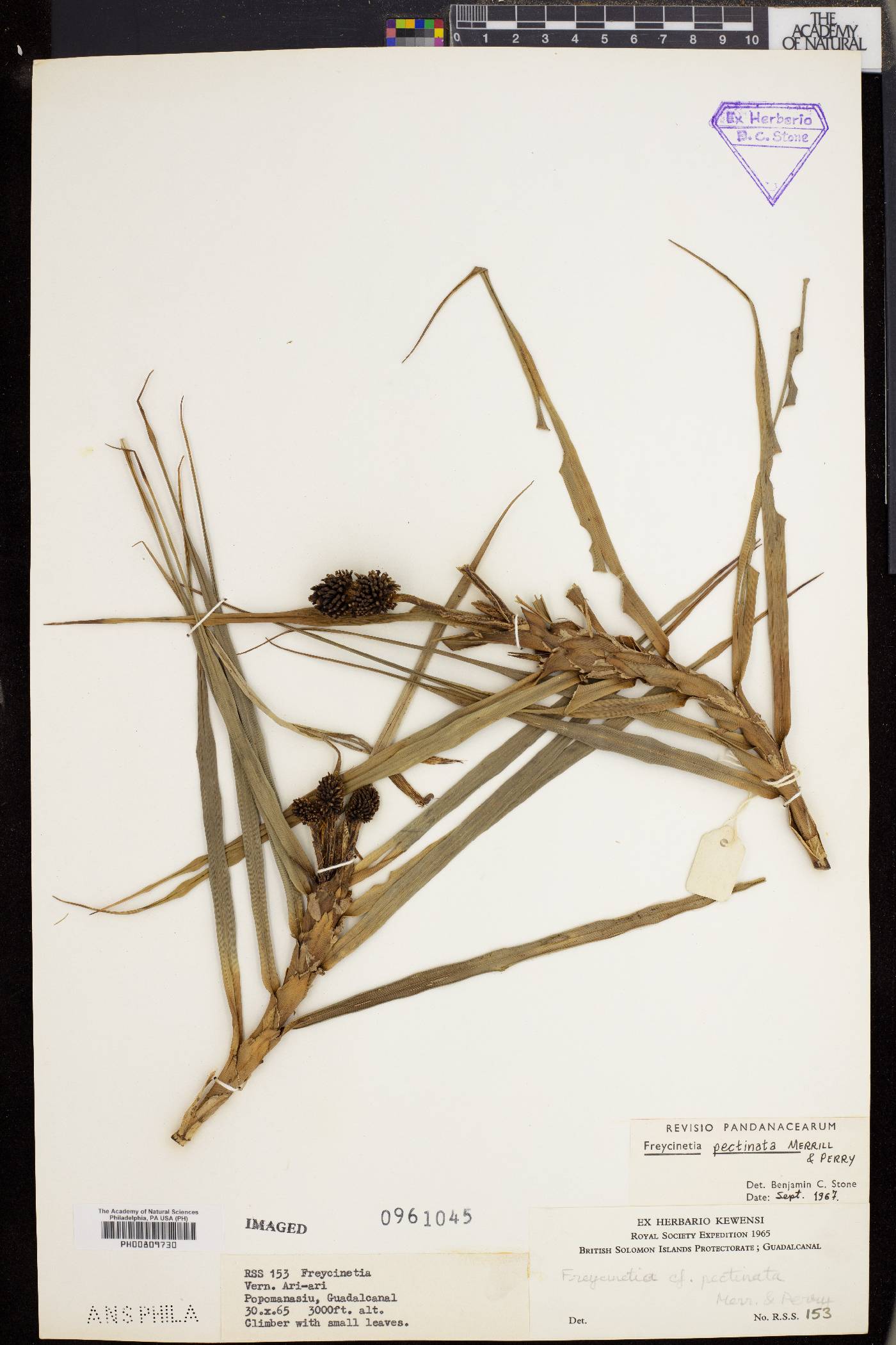 Freycinetia pectinata image