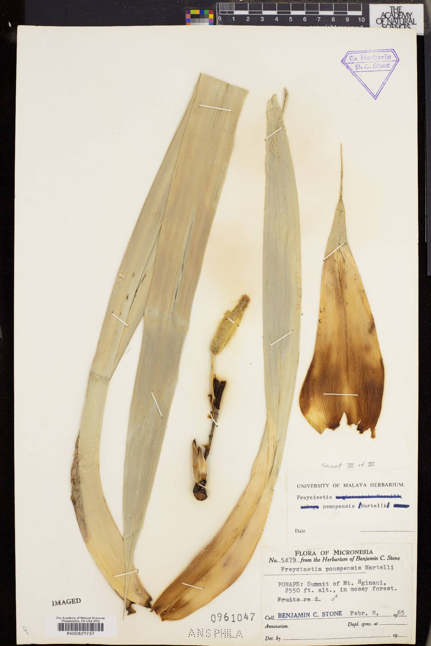 Freycinetia ponapensis image