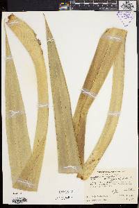 Freycinetia reineckei image