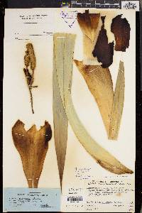 Freycinetia reineckei image
