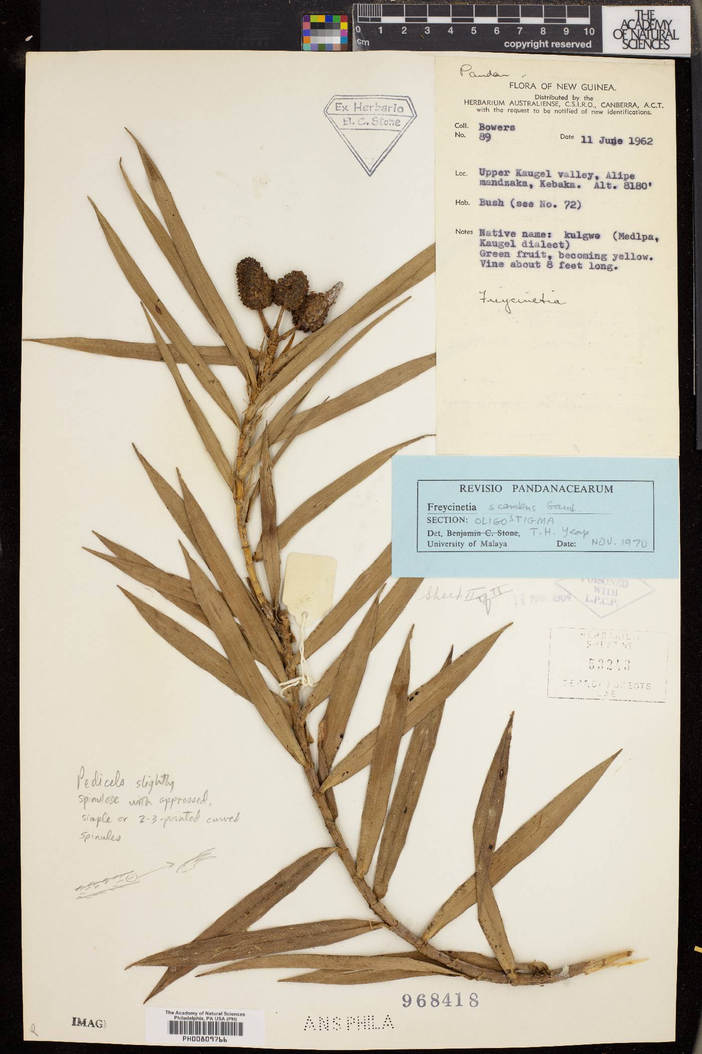 Freycinetia scandens image