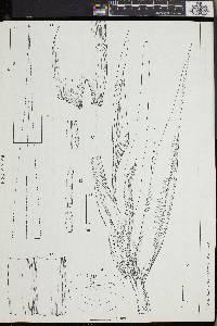 Pandanus krauelianus image
