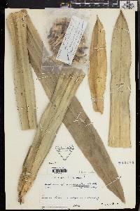 Media resource of Pandanus brachyspathus