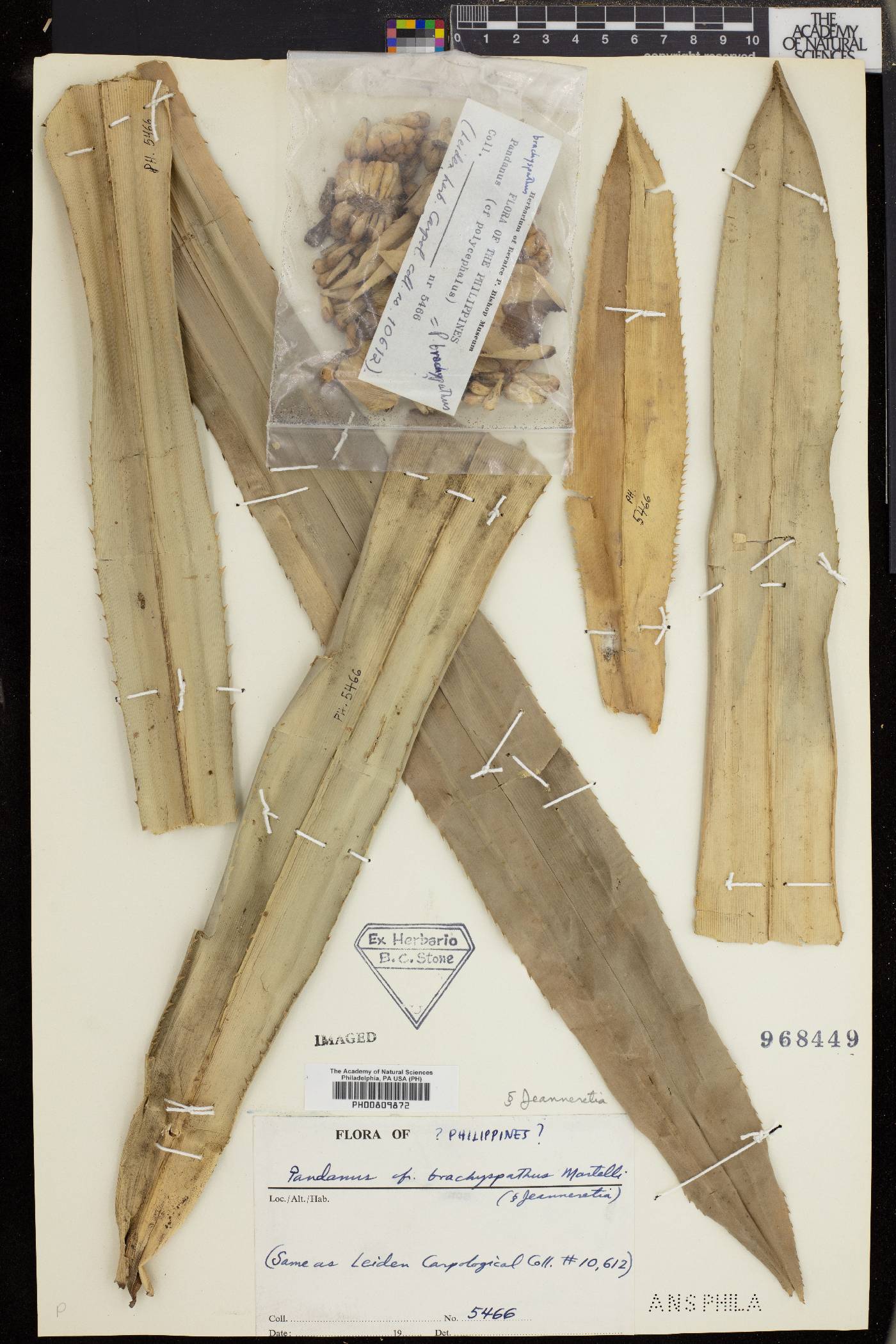 Pandanus brachyspathus image