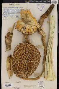 Media resource of Pandanus basilocularis