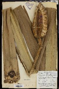 Pandanus ceylanicus image