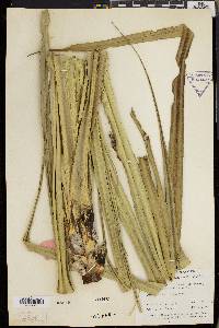 Pandanus ceylanicus image