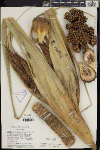 Media resource of Pandanus christmatensis