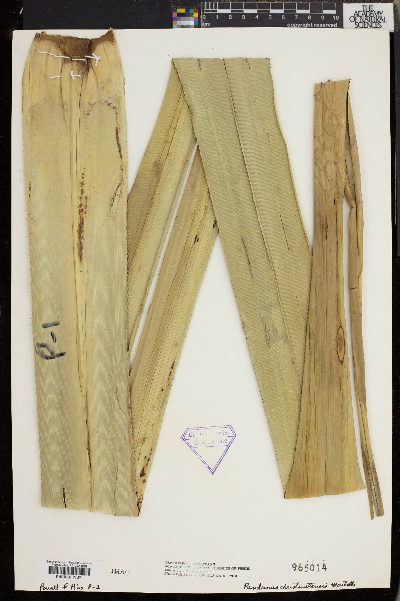 Pandanus christmatensis image